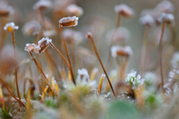 Laagje rijp op de sporenkapsels van mos na een koude nacht in de Schoorlse Duinen bij het dorpje Groet.