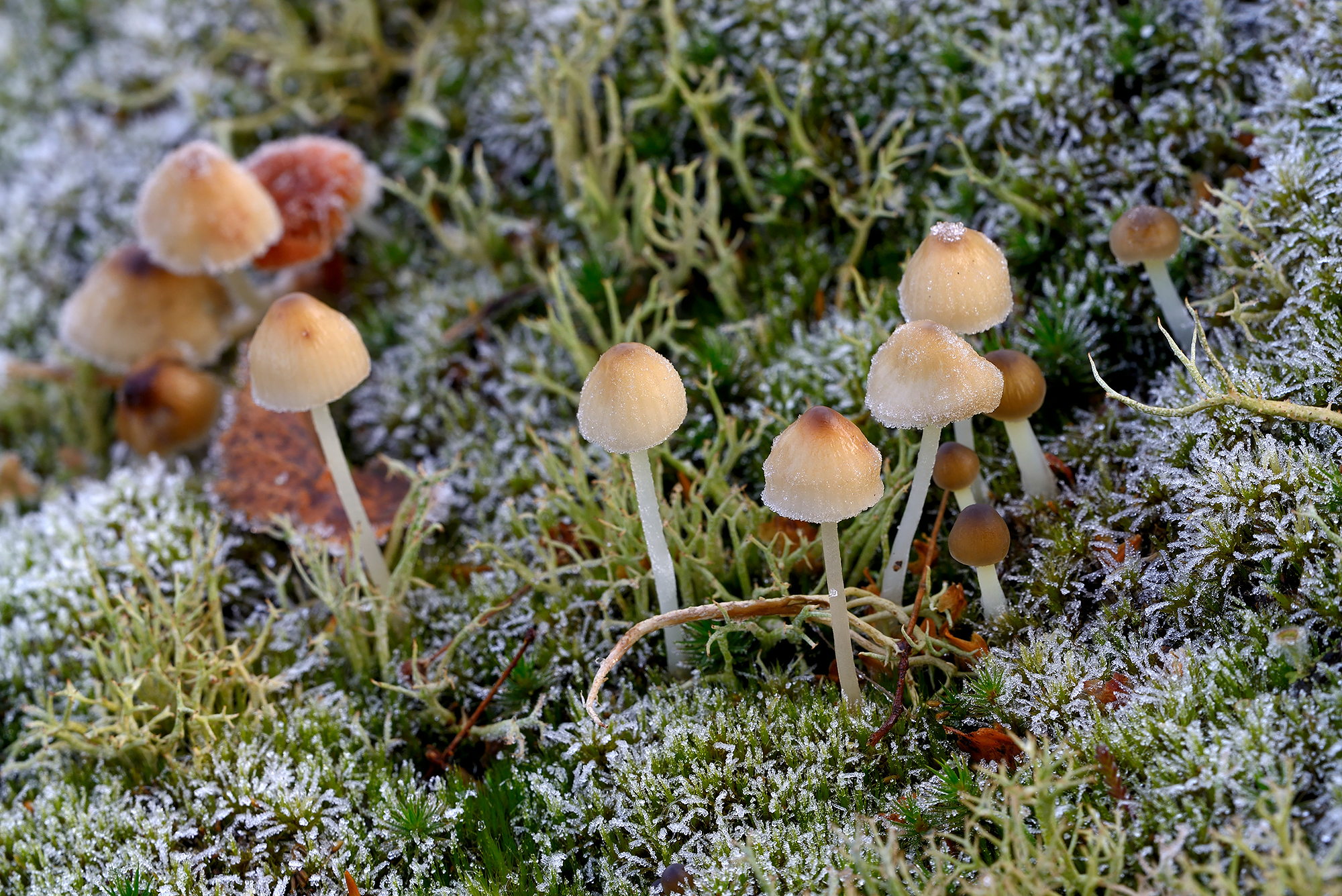 Laagje rijp op een groepje paddenstoelen na een koude nacht in de Schoorlse Duinen bij het dorpje Groet