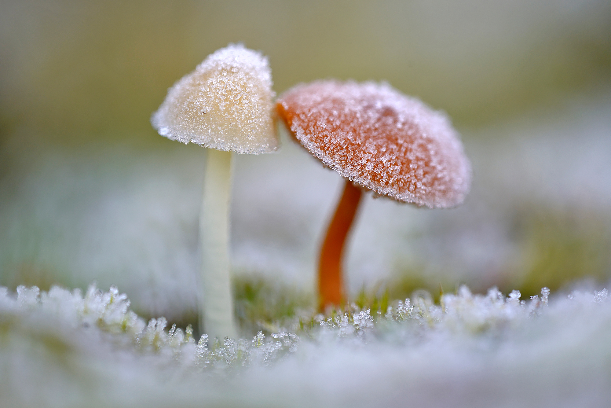 Witte ijskristallen van rijp op de hoed van twee paddenstoelen na een koude nacht in de Schoorlse Duinen bij het dorpje Groet