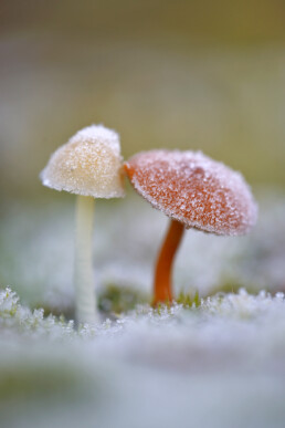 Witte ijskristallen van rijp op de hoed van twee paddenstoelen na een koude nacht in de Schoorlse Duinen bij het dorpje Groet