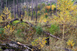 Jonge boompjes met herfstblad tussen zwart geblakerde boomstammen in het verbrande naaldbos van de Schoorlse Duinen bij Groet