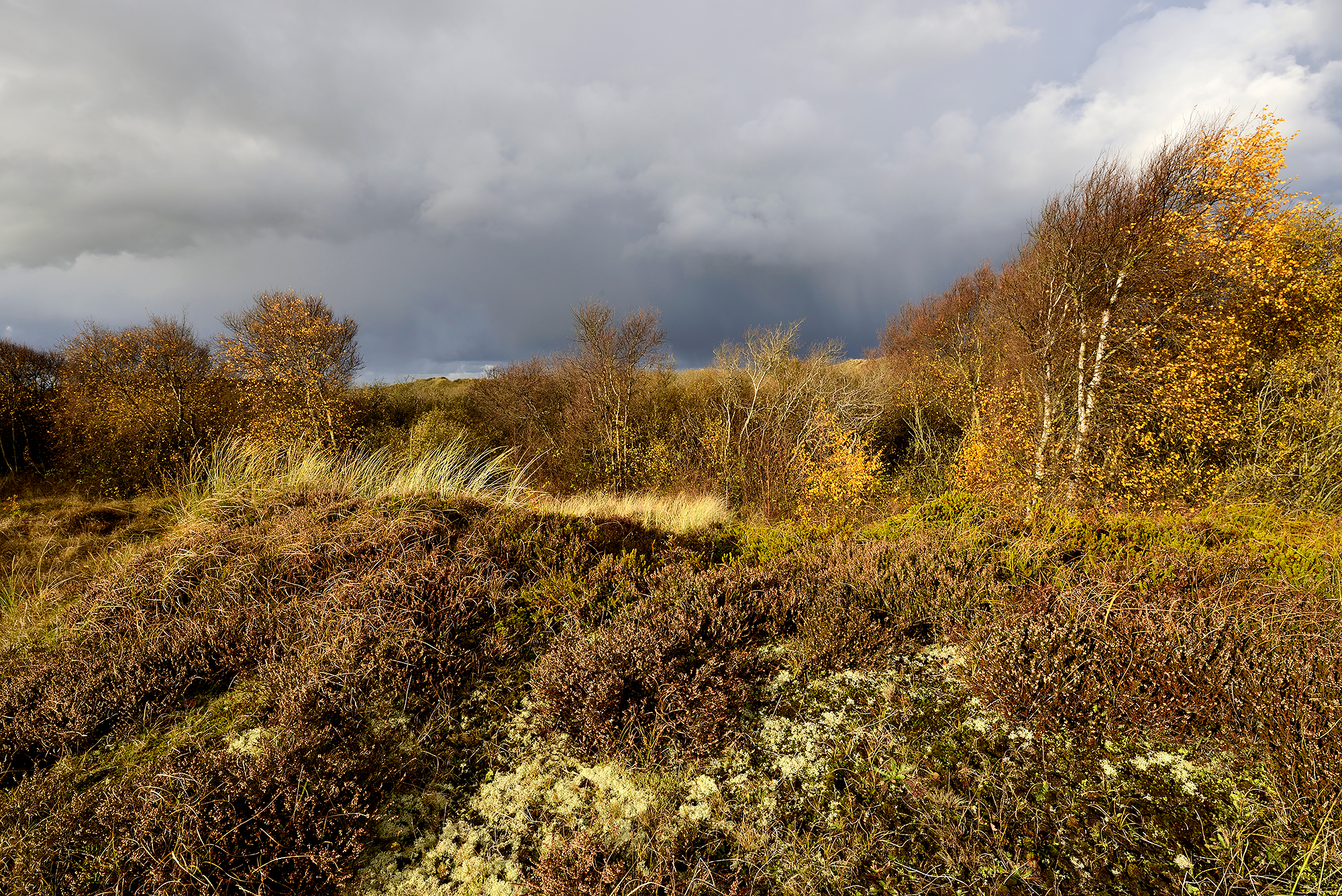 Wolkenlucht en regenbui boven mos, struiken heide en berkenbosje tijdens herfst in de duinen bij Petten.