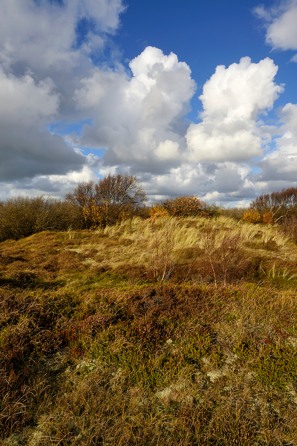 Blauwe lucht met wolken boven duinhelling met gras en heide tijdens herfst in de Pettemerduinen bij Petten.