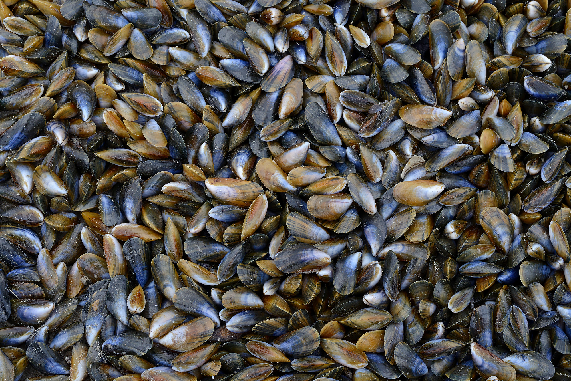 Grote groep aangespoelde mossels (Mytilus edulis) langs de vloedlijn op het strand van Wijk aan Zee na een winterstorm op de Noordzee.