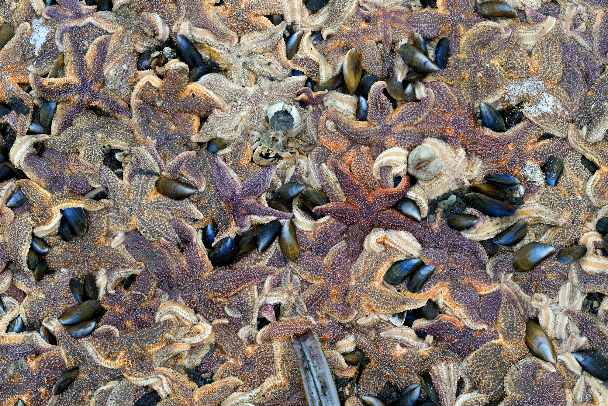 Opeengepakte massa van aangespoelde zeesterren (Asterias rubens) langs de vloedlijn na winterstorm op het strand van Wijk aan Zee