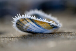 Laagje rijp op een aangespoelde schelp van mossel (Mytilus edulis) na een koude winternacht op het strand van Heemskerk