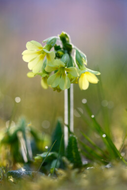 Stengel en lichtgele bloemen van slanke sleutelbloem (Primula elatior) in het warme licht van zonsopkomst op Buitenplaats Beeckestijn in Velsen-Zuid