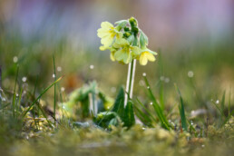 Stengel en lichtgele bloemen van slanke sleutelbloem (Primula elatior) in het warme licht van zonsopkomst op Buitenplaats Beeckestijn in Velsen-Zuid