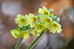 Stengel en lichtgele bloemen van slanke sleutelbloem (Primula elatior) in het warme licht van zonsopkomst op Buitenplaats Beeckestijn in Velsen.