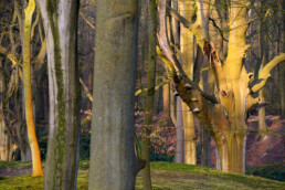 Warm licht van zonsopkomst schijnt op boomstammen van beuken in het bos van Landgoed Elswout bij Overveen