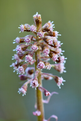 Kleine roze bloemen van bloeiend groot hoefblad (Petasites hybridus) langs de waterkant op Landgoed Elswout bij Overveen.