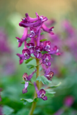 Stengel en paarsroze bloemen van vingerhelmbloem (Corydalis solida) tijdens lente op Landgoed Marquette in Heemskerk.