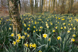 Gele bloemenzee van bloeiende narcissen (Narcissus) tijdens voorjaar in het bos van Landgoed Marquette bij Heemskerk.