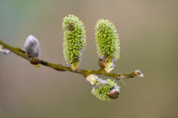 Vrouwelijke katjes in bloei aan het uiteinde van een tak van wilg (Salix) tijdens lente in het duinmoeras van het Zwanenwater bij Callantsoog.