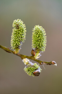 Vrouwelijke katjes in bloei aan het uiteinde van een tak van wilg (Salix) tijdens lente in het duinmoeras van het Zwanenwater bij Callantsoog.