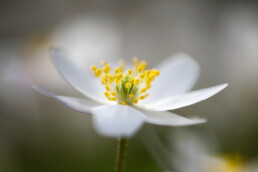 Witte bloem van gele meeldraden van bloeiende bosanemoon (Anemone nemorosa) tijdens lente in het bos van het Wildrijk bij Sint Maartensvlotbrug