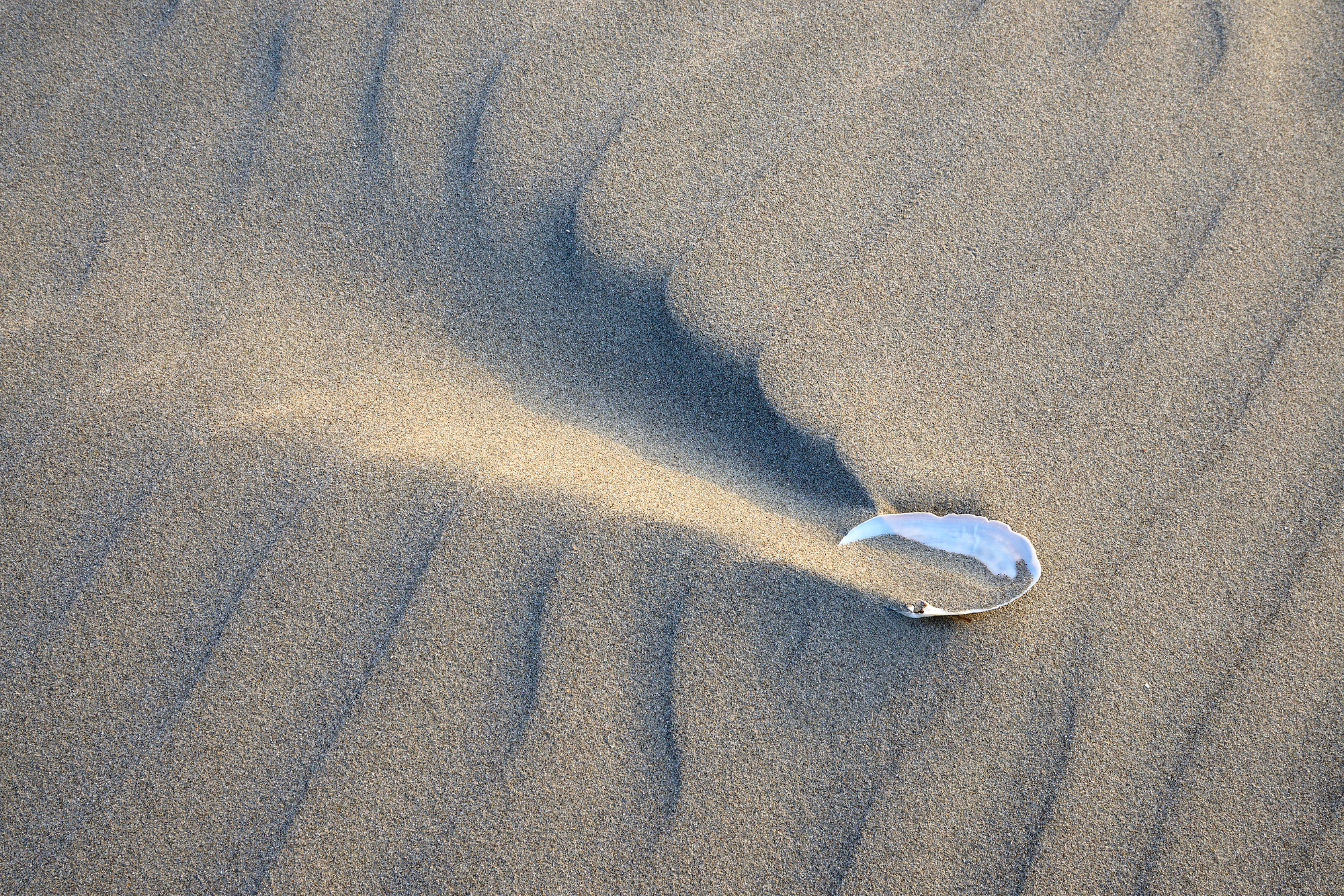 Door de wind gemaakte zandribbels rond schelp aan de voet van de duinen op het Kennemerstrand bij IJmuiden
