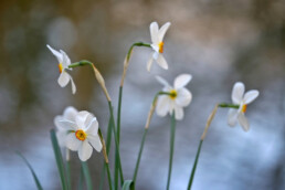 Bloeiende dichtersnarcis (Narcissus poeticus) met witte bloemen aan de waterkant tijdens lente op Landgoed Elswout bij Overveen.