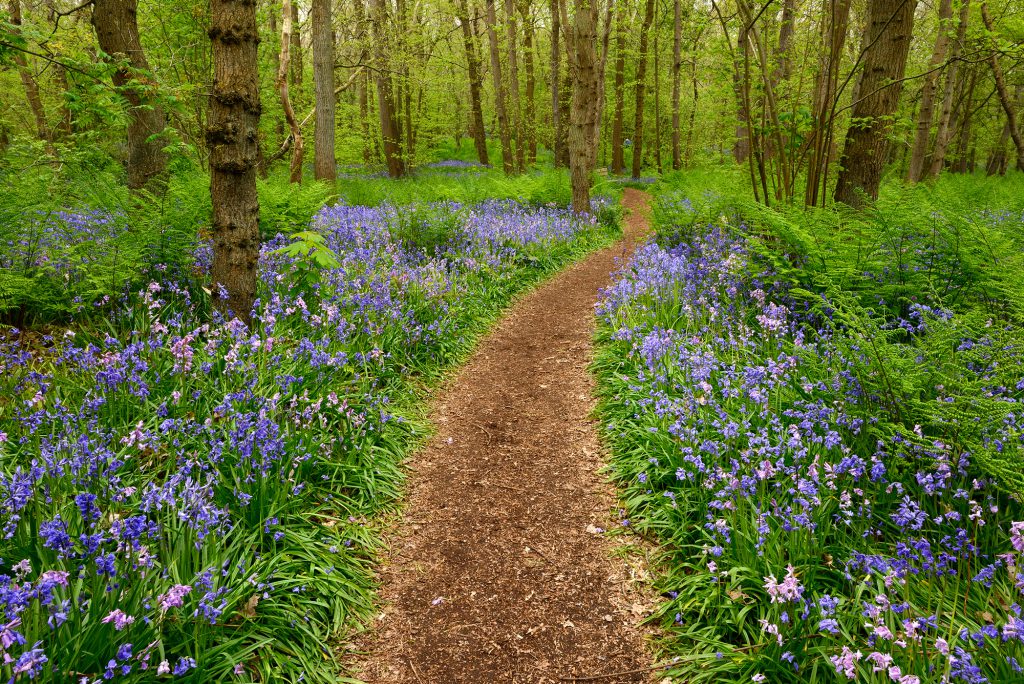 Slingerend wandelpad tussen paars tapijt van bloeiende boshyacinten (Scilla non-scripta) tijdens lente in het Wildrijk bij Sint Maartensvlotbrug