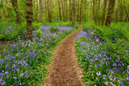 Slingerend wandelpad tussen paars tapijt van bloeiende boshyacinten (Scilla non-scripta) tijdens lente in het Wildrijk bij Sint Maartensvlotbrug