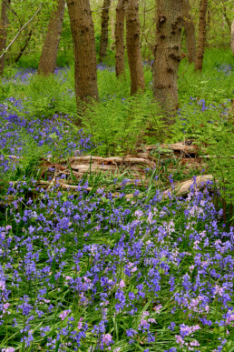 Lentebos met ontluikende varens en bloeiende boshyacinten (Scilla non-scripta) in het Wildrijk bij Sint Maartensvlotbrug.