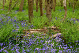 Lentebos met ontluikende varens en bloeiende boshyacinten (Scilla non-scripta) in het Wildrijk bij Sint Maartensvlotbrug.