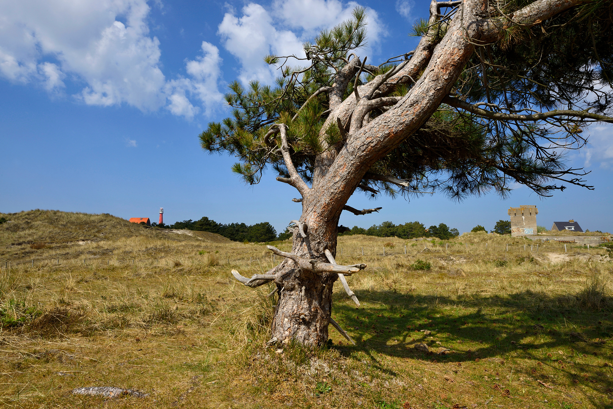 Enkele naaldboom in het open duinlandschap van de Grafelijkheidsduinen bij Den Helder.