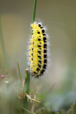 Gele rups met zwarte stippen van sint-jansvlinder (Zygaena filipendulae) op grasstengel in de duinen van het Noordhollands Duinreservaat bij Egmond aan den Hoef.