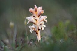 Walstrobremraap (Orobanche caryophyllacea) tussen het gras in de duingraslanden van het Noordhollands Duinreservaat bij Bergen aan Zee