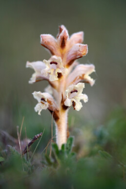Walstrobremraap (Orobanche caryophyllacea) tussen het gras in de duingraslanden van het Noordhollands Duinreservaat bij Bergen aan Zee