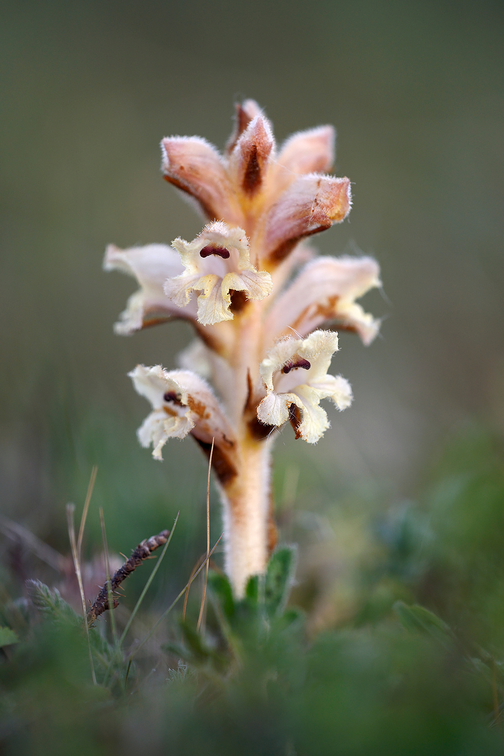 Walstrobremraap (Orobanche caryophyllacea) tussen het gras in de duingraslanden van het Noordhollands Duinreservaat bij Bergen aan Zee