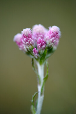 Roze bloemhoofdjes van bloeiend rozenkransje (Antennaria dioica) in de duinen van het Noordhollands Duinreservaat bij Bergen aan Zee.