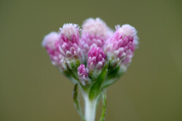 Roze bloemhoofdjes van bloeiend rozenkransje (Antennaria dioica) in de duinen van het Noordhollands Duinreservaat bij Bergen aan Zee.