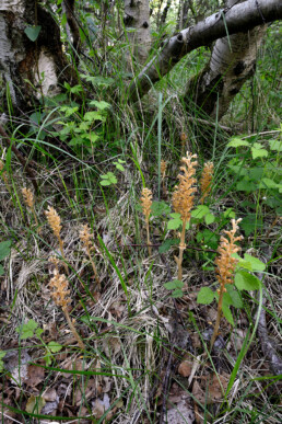 Groepje orchideeën Vogelnestje (Neottia nidus-avis) in een bos in het Noordhollands Duinreservaat bij Bergen aan Zee.