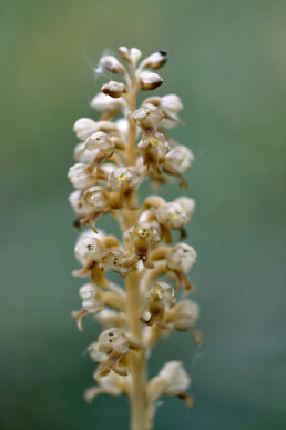 Stengel en bloemen van de orchidee Vogelnestje (Neottia nidus-avis) in een bos van het Noordhollands Duinreservaat bij Bergen aan Zee