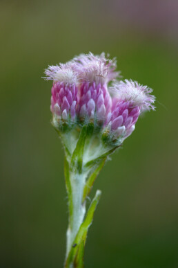 Roze bloemhoofdjes van bloeiend rozenkransje (Antennaria dioica) in de duinen van het Noordhollands Duinreservaat bij Bergen aan Zee.