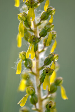 Geelgroene bloemen met hangende bloemlip van grote keverochis (Neottia ovata) in de natte hooilanden van het Zwanenwater bij Callantsoog.