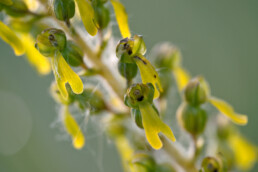 Geelgroene bloemen met hangende bloemlip van grote keverochis (Neottia ovata) in de natte hooilanden van het Zwanenwater bij Callantsoog.