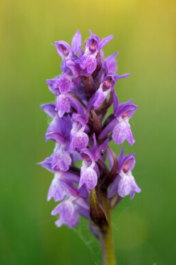 Bloeiende vleeskleurige orchis (Dactylorhiza incarnata) in de natte duinvalleien van het Zwanenwater bij Callantsoog.