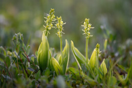 Groengele bloemen van bloeiende groenknolorchis (Liparis loeselii) in primaire duinvallei op het Kennemerstrand bij IJmuiden.