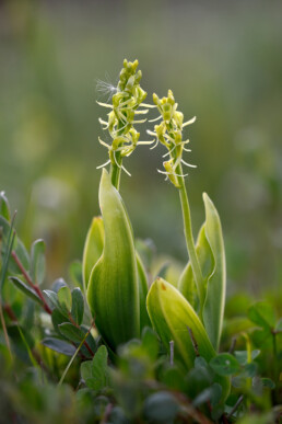 Groengele bloemen van bloeiende groenknolorchis (Liparis loeselii) in primaire duinvallei op het Kennemerstrand bij IJmuiden.