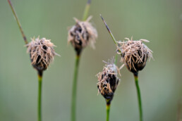 Stengels met bloeiend knopbies (Schoenus nigricans) in de natte duinvallei van het Kennemermeer bij IJmuiden.