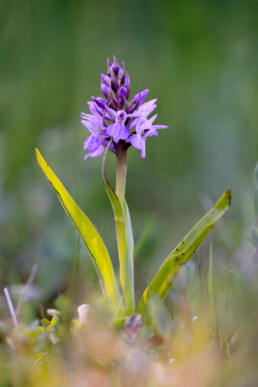 Ochtendlicht schijnt op stengel en paarse bloemen van rietorchis (Dactylorhiza praetermissa) in de natte duinvalleien van het Kennermeer bij IJmuiden.