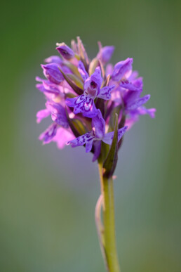 Stengel met paarse bloemen van rietorchis (Dactylorhiza praetermissa) in de natte duinvalleien van het Kennermeer bij IJmuiden.