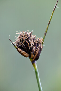 Bloeiend knopbies (Schoenus nigricans) in een natte duinvallei van het Kennemermeer bij IJmuiden.