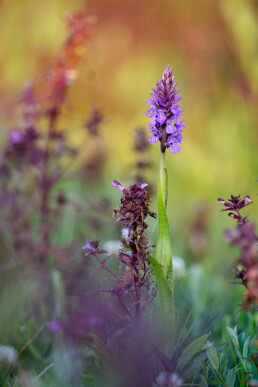 Stengel met paarse bloemen van rietorchis (Dactylorhiza praetermissa) tussen andere bloemen in natte duinvallei van het Kennermeer bij IJmuiden.