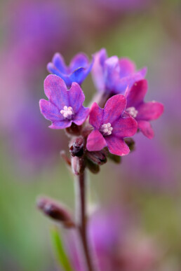 Paarse bloemen van gewone ossentong (Anchusa officinalis) in het zeedorpenlandschap van het Noordhollands Duinreservaat bij Wijk aan Zee.