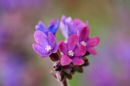 Paarse bloemen van gewone ossentong (Anchusa officinalis) in het zeedorpenlandschap van het Noordhollands Duinreservaat bij Wijk aan Zee.