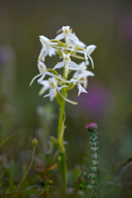 Witte bloemen van welriekende nachtorchis (Platanthera bifolia) in een natte duinvallei met heide in het Zwanenwater bij Callantsoog.