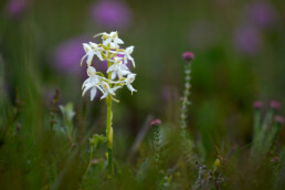 Witte bloemen van welriekende nachtorchis (Platanthera bifolia) in een natte duinvallei met heide in het Zwanenwater bij Callantsoog.